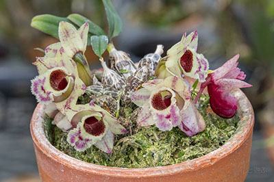 Dendrobium hekouense