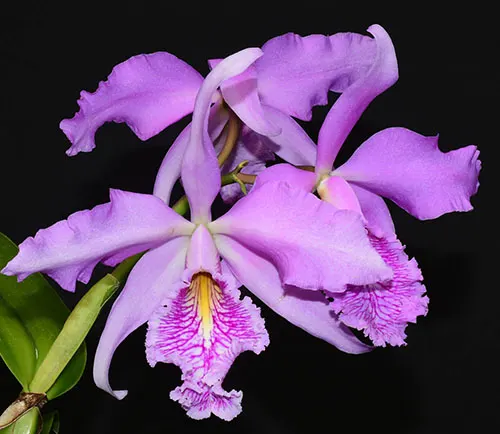 Cattleya maxima Ecuador