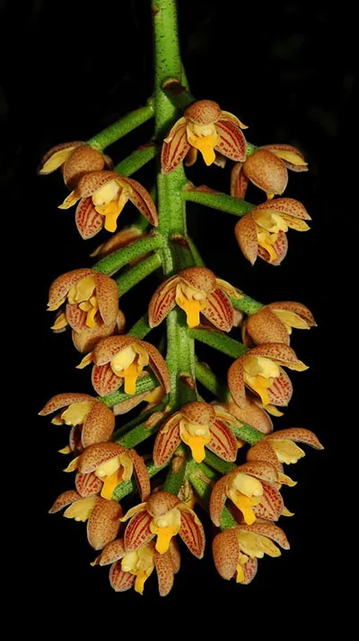 Lueddemannia striata