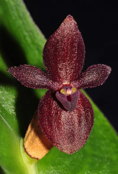 Pleurothallis cardiostola