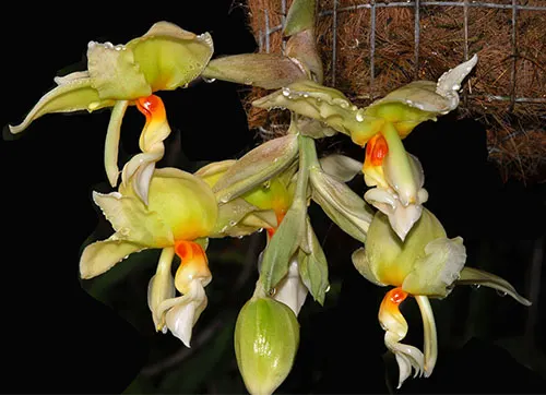 Stanhopea ruckeri