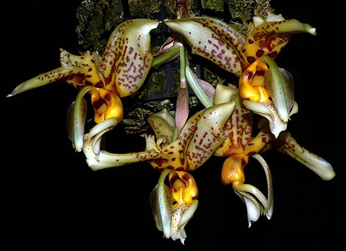 Stanhopea shuttleworthii