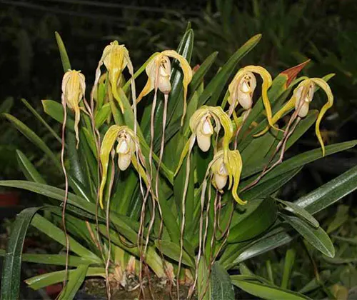 Phragmipedium warszewiczianum var wallisii