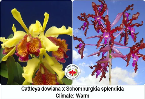 Cattleya dowiana x Schomburgkia splendida