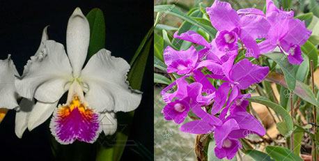 Cattleya Kiwanda 4N (mossiae 4N x skinneri 4N)