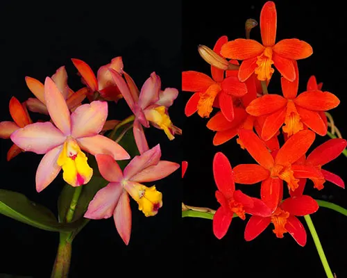 Cattleya Orchidglade x Laelia milleri