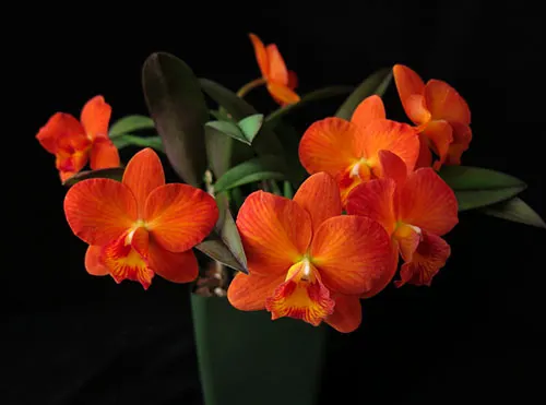 Sophrolaeliocattleya Dream Catcher
