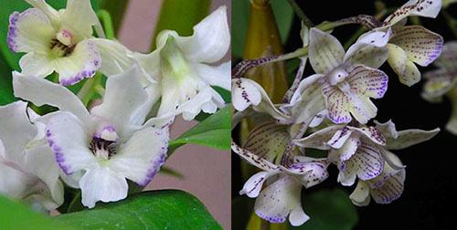 Dendrobium Maiden Charlotte x Micro Chip