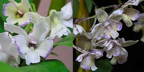 Dendrobium Maiden Charlotte x Micro Chip