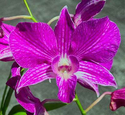 Dendrobium Micro Chip x Nida