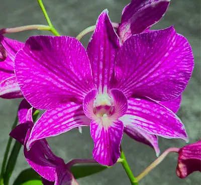 Dendrobium Micro Chip x Nida