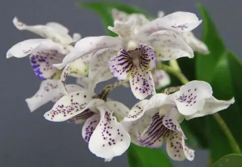 Dendrobium Micro Chip x Roy Tokunaga
