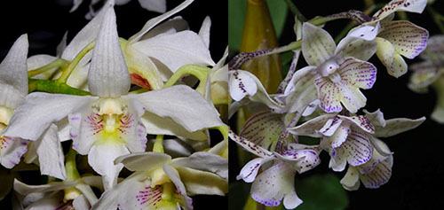 Dendrobium Mini Snowflake x Micro Chip