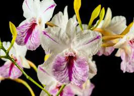 Broughtonia sanguinea 'H&R Star Splash'