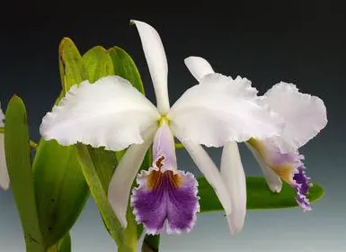 Cattleya gaskelliana coerulea 'Blue Dragon'