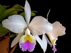 Cattleya gaskelliana semi-alba 'Maruja' x 'Naria'