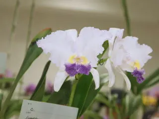 Cattleya lueddemanniana coerulea 'Smoky Shadow'