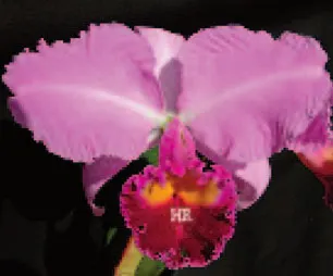 Cattleya trianae 'Elegance' x trianae OV727