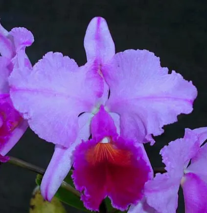 Cattleya trianae splash x coerulea