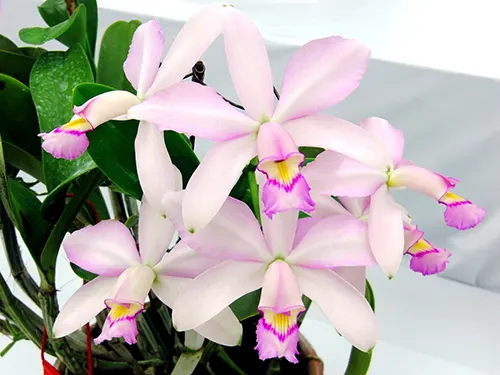 Cattleya violacea suavissima 'Coronet'