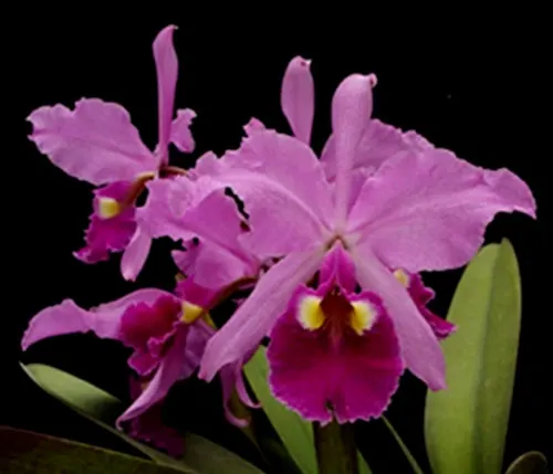 Cattleya warscewiczii sanderiana x self
