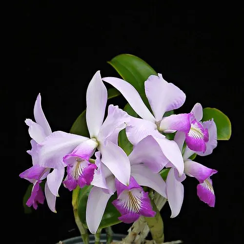 Cattleya violacea 'Crimson Glory' x walkeriana 'Morning Mist'