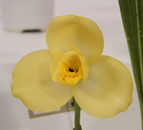 Lycaste Katsuragawa ('Canary' x 'Yellow Bird')