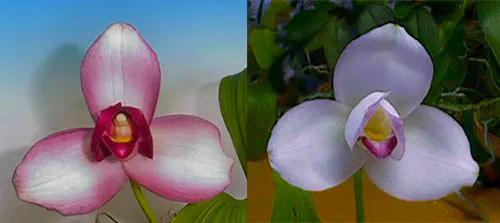 Lycaste Shoalhaven ('WinterFairy' x 'Kobe')