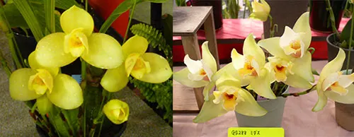 Lycaste Kitaohji (Arashiyama x Midas)