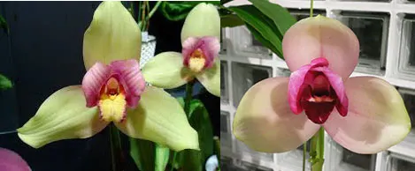Lycaste Rakuhoku (Auburn 'Dichling' x Shoalhaven 'Kyoto')