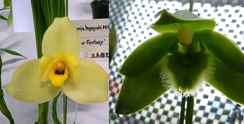 Lycaste Shimogamo (Mem Kageyuki Mito x locusta)