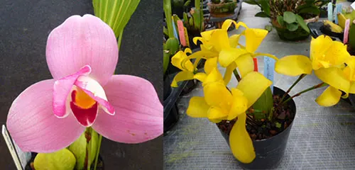 Lycaste Imadegawa (Abou Sunset x macrobulbon)