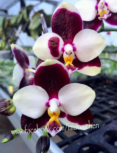 Phalaenopsis FANGtastic Green Envy