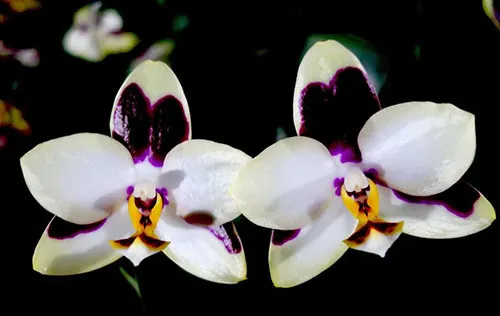 Phalaenopsis Mituo Flare Peacock x Yungho Gelb Canary
