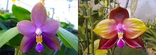 Phalaenopsis Mituo Purple Bear x LD's Bear King