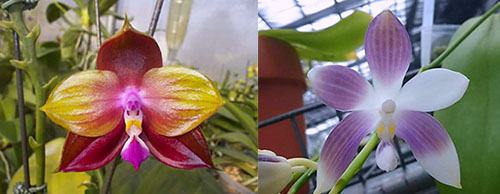 Phalaenopsis LD's Bear King 'YK-10' x spesiosa 'Blue'