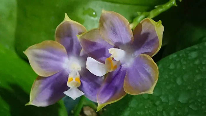 Phalaenopsis Mituo Reflex Dragon 'Blue -2' AM/AOS