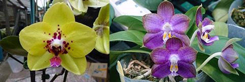 Phalaenopsis Diamond Beauty '1202' x Mituo Reflex Dragon 'B-1'