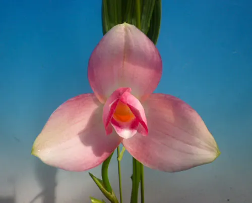 Lycaste Shonan Melody (Sunray 'Pink Panther' x Shoalhaven 'Kyoto')