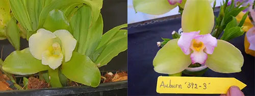Lycaste leucantha x Auburn '392-3'