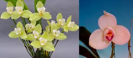 Lycaste Takaragaike (Spectabilis 'Green Pearl' x Shoalhaven 'Kobe')