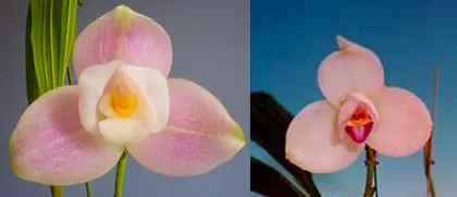 Lycaste Hanamikouji (Hanase x Shoalhaven 'Kobe')