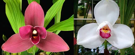 Lycaste Michael and Sharon (Alan saltzman x Shoalhaven 'Kyoto')