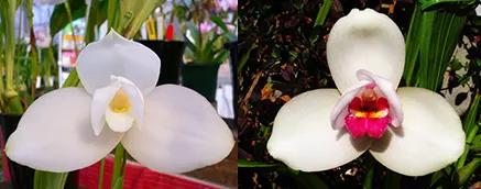 Lycaste Kyogoku (Sunray 'Odette' x Sunspots 'Semialba')