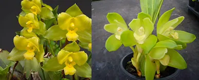 Lycamerlycaste Procyon (campbellii x nana)