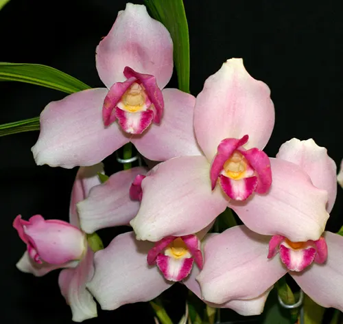 Lycaste Sunray (skinneri 'Pink Labyrinth' x Shoalhaven 'Kyoto')