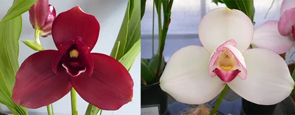 Lycaste Murasakino (Wyld Court 'Red' x Shoalhaven 'Kyoto')