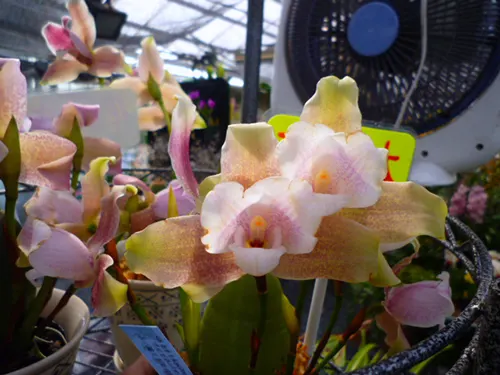 Lycaste brevispatha x Aquarius 'Soft Pink'