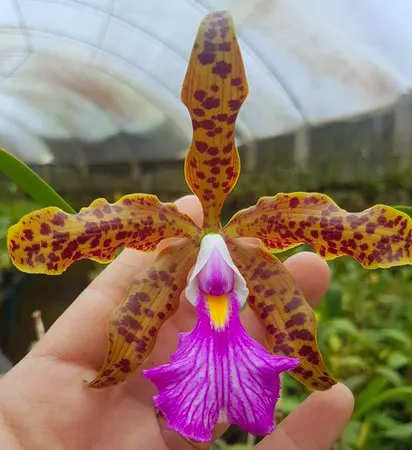 Cattleya (guttata x velutina)