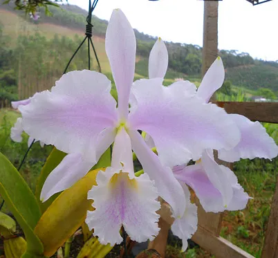 Cattleya warneri amesiana 'Mem Pedro Schaffel'